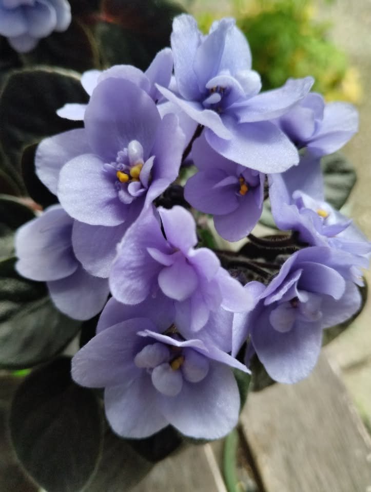NOID –Semi-Double Mini Lavender-Blue