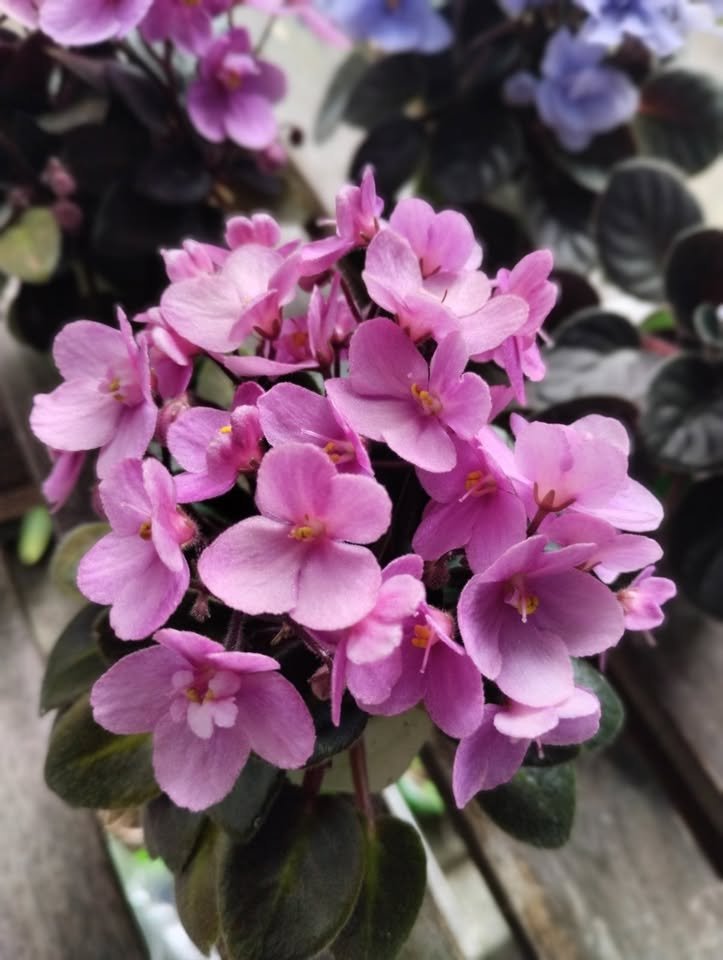 NOID – Mini Pink Star