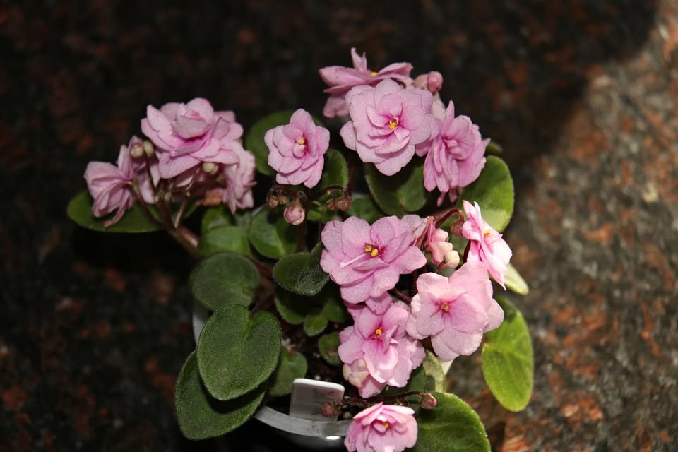 NOID – Mini Double Pink
