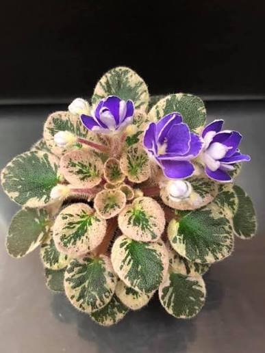 Petite Jewel