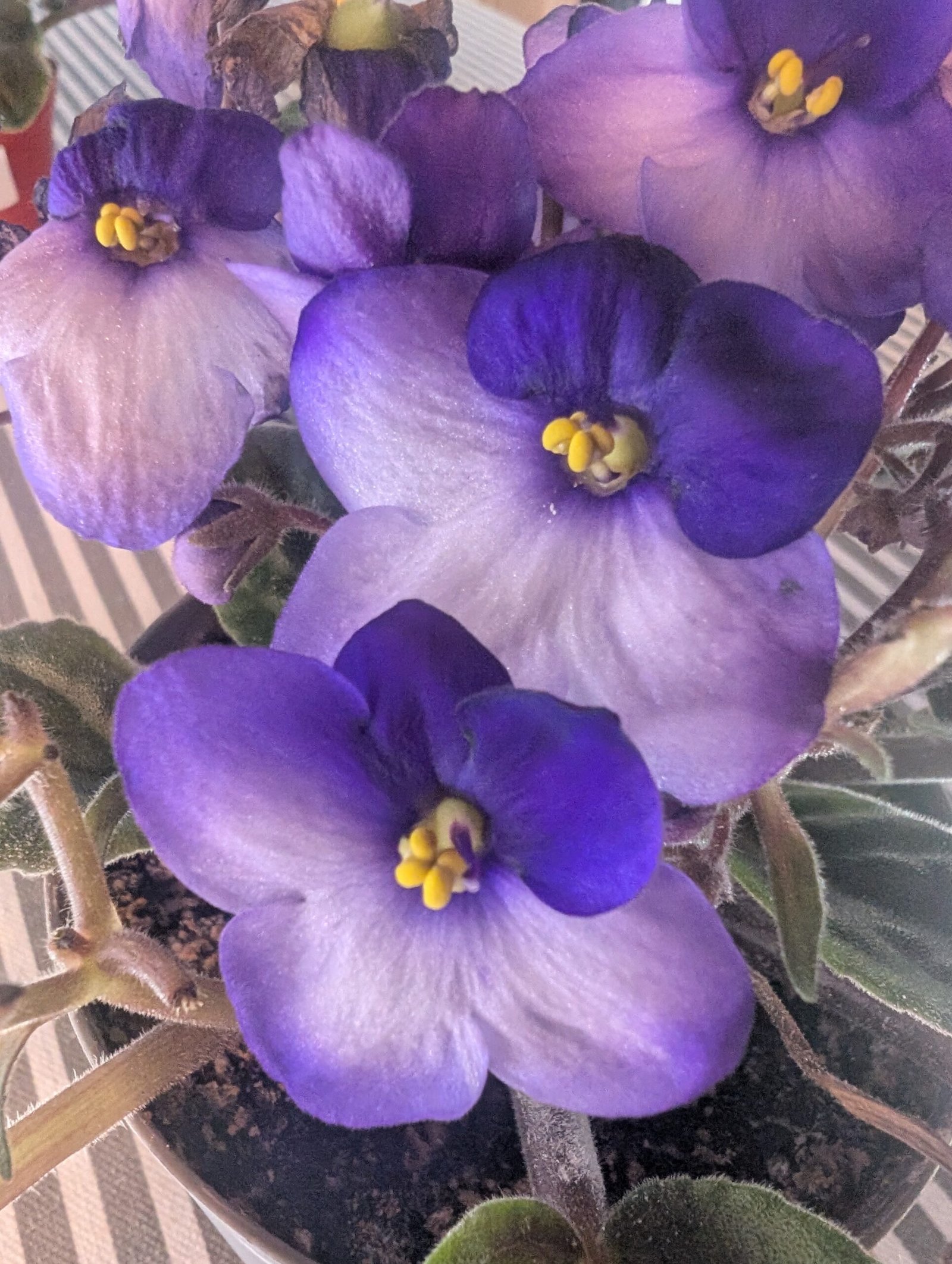 Blue NOID African Violet